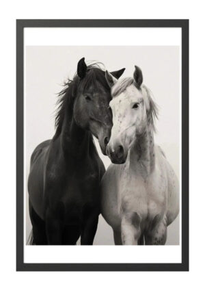 Poster - Black White Horses - Minimal Animal Kalın Kuşe Kağıt